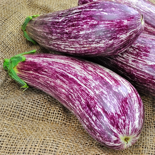 Aubergine ancienne