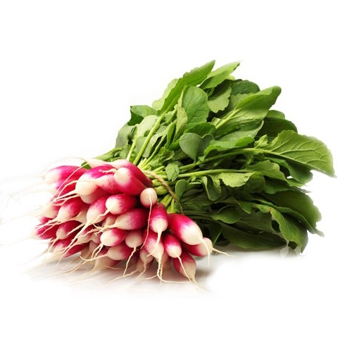 Botte de radis roses