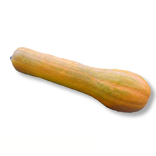 Courge longue de Nice