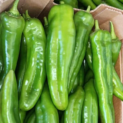 Poivron Corne de Toro