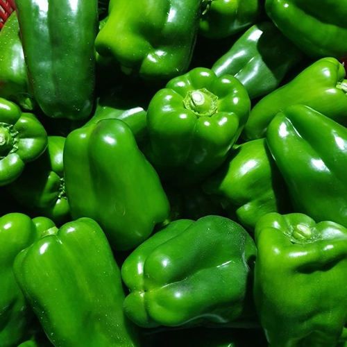Poivron Vert