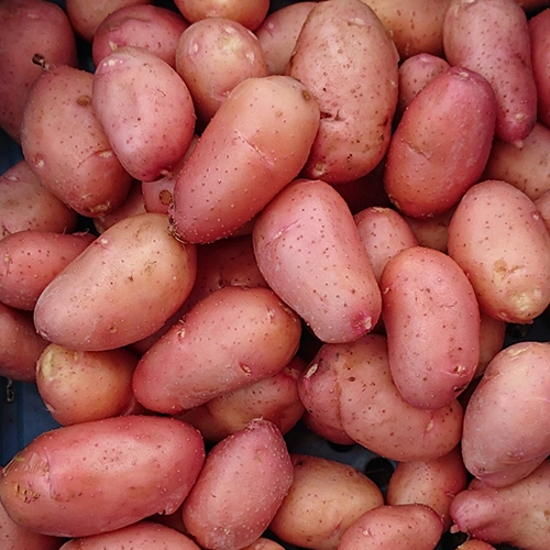 Pomme de Terre Rosabette