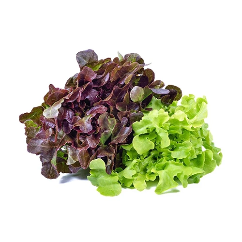 Salade Feuille de Chêne