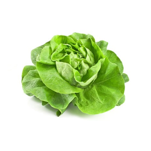 Salade Laitue