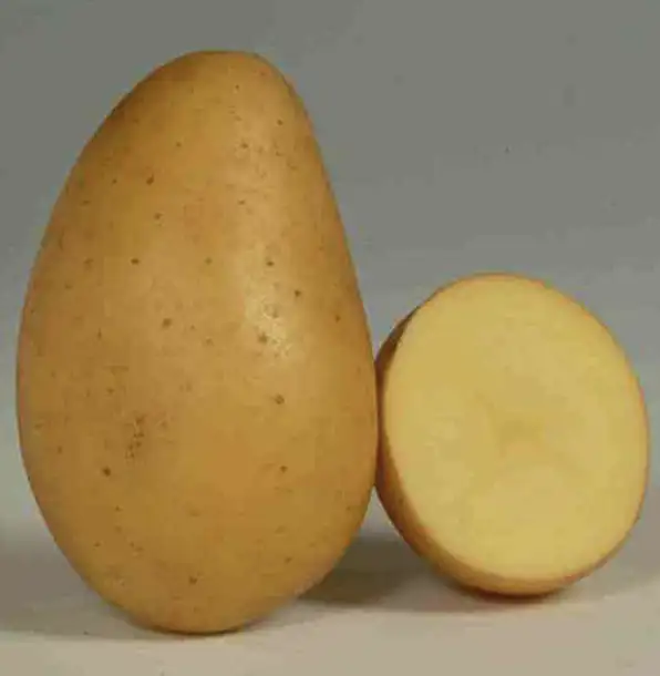 POMME DE TERRE ALLIANS ( 1 kg )