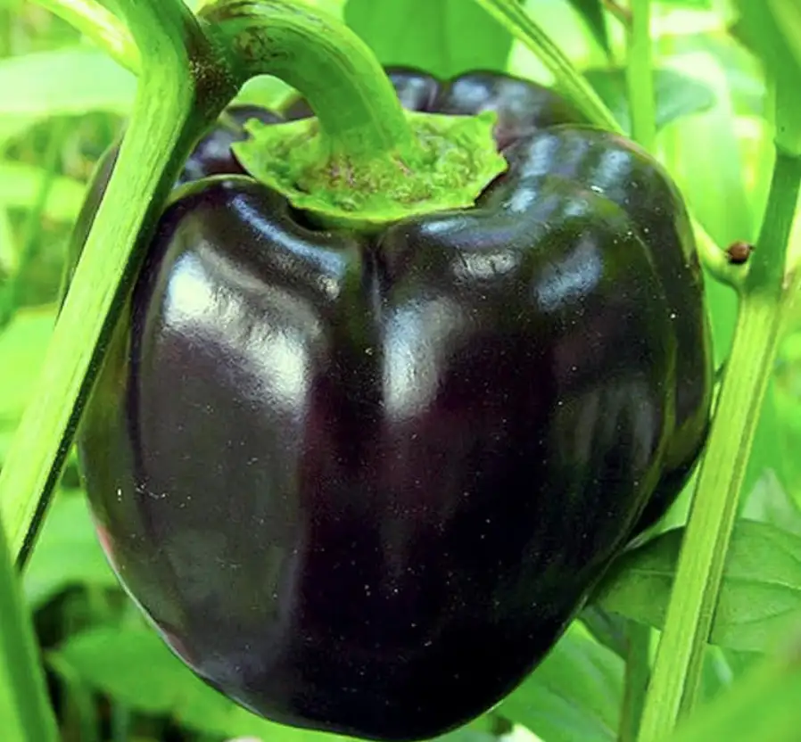 POIVRON NOIR 300g