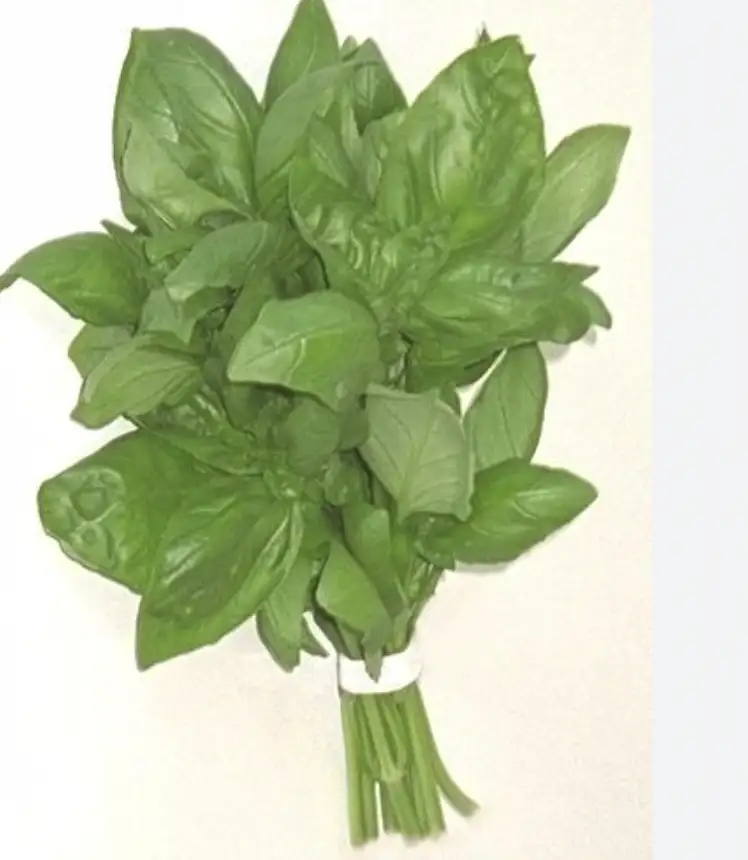 BASILIC