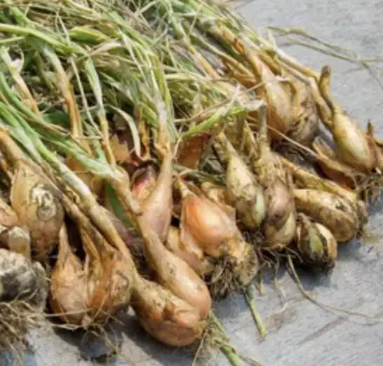 ECHALOTTE NOUVELLE 300g