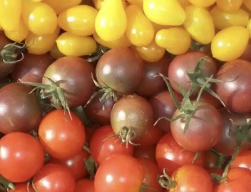 TOMATE CERISE ANCIENNE barquette 250g