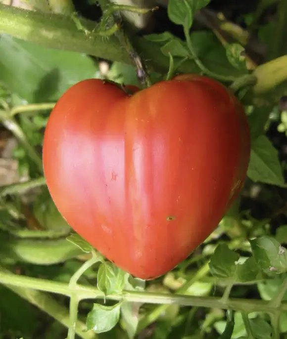 TOMATE COEUR DE BOEUF