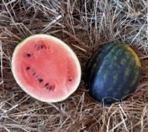 MINI PASTEQUE