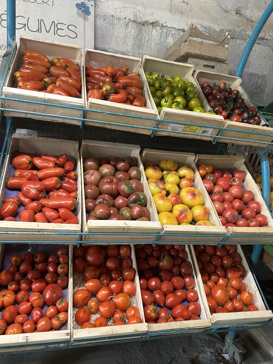 Tomate ancienne mixte 500g