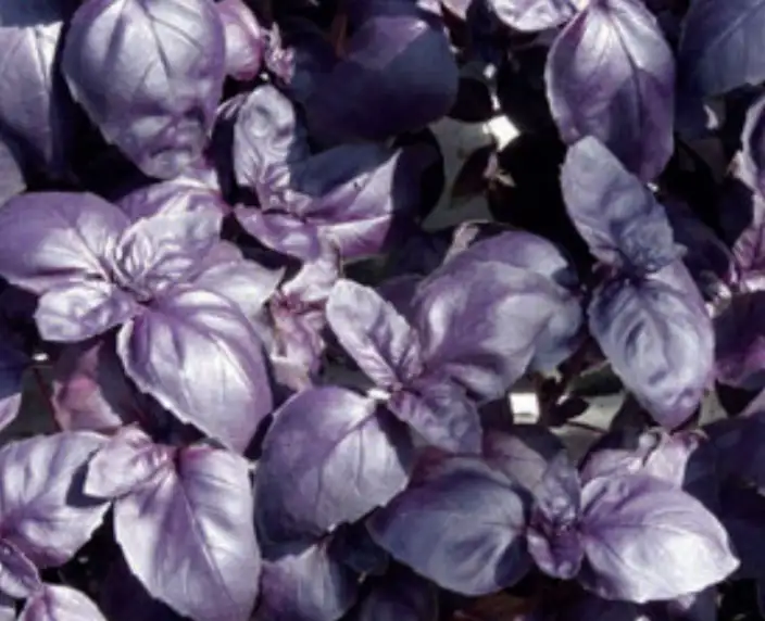 BOUQUET BASILIC POURPRE  100g