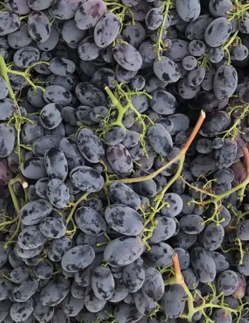 RAISIN NOIR 500g
